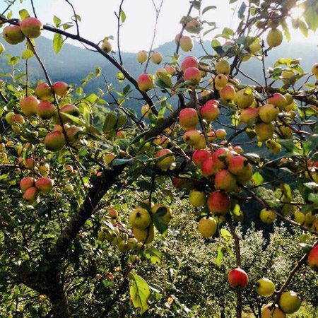 Men Rượu Sạch Thái An