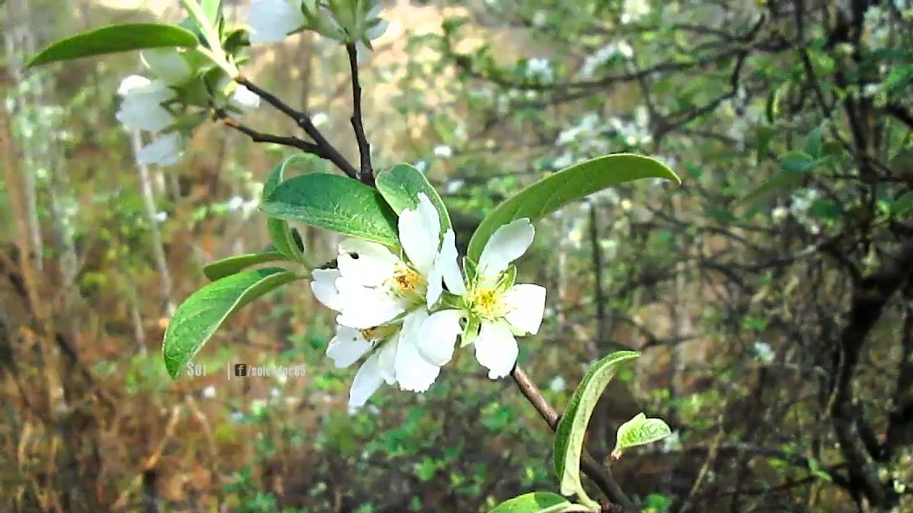 Men Rượu Sạch Thái An