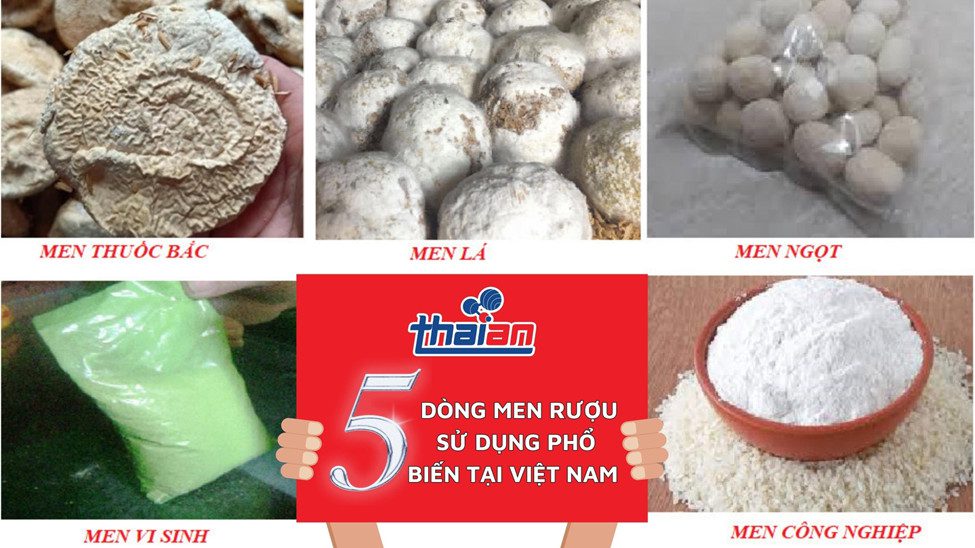 Men Rượu Sạch Thái An