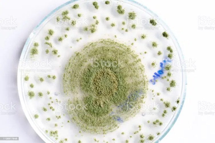 Men Rượu Sạch Thái An