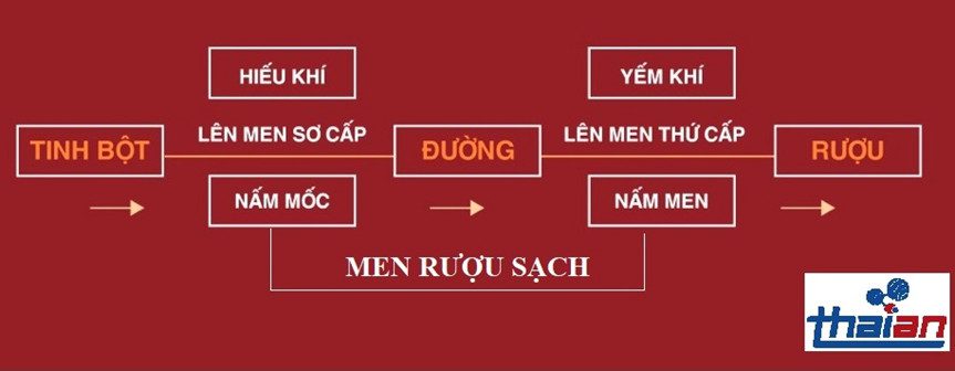 Men Rượu Sạch Thái An