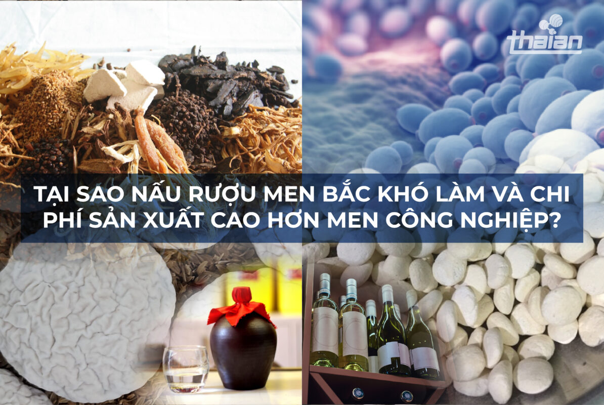 Men Rượu Sạch Thái An