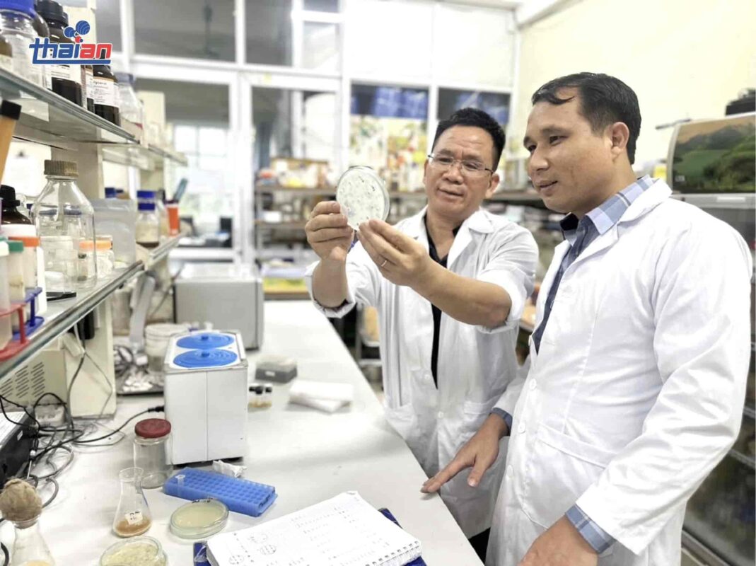 Men Rượu Sạch Thái An