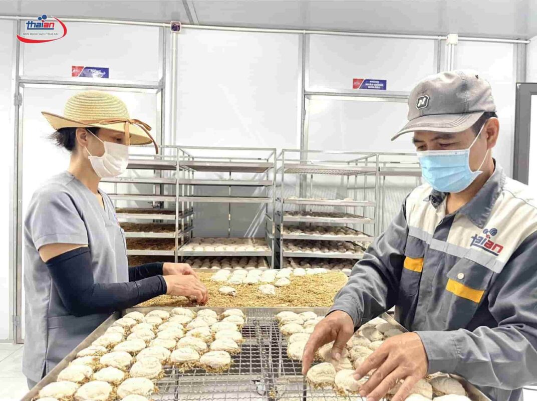 Men Rượu Sạch Thái An