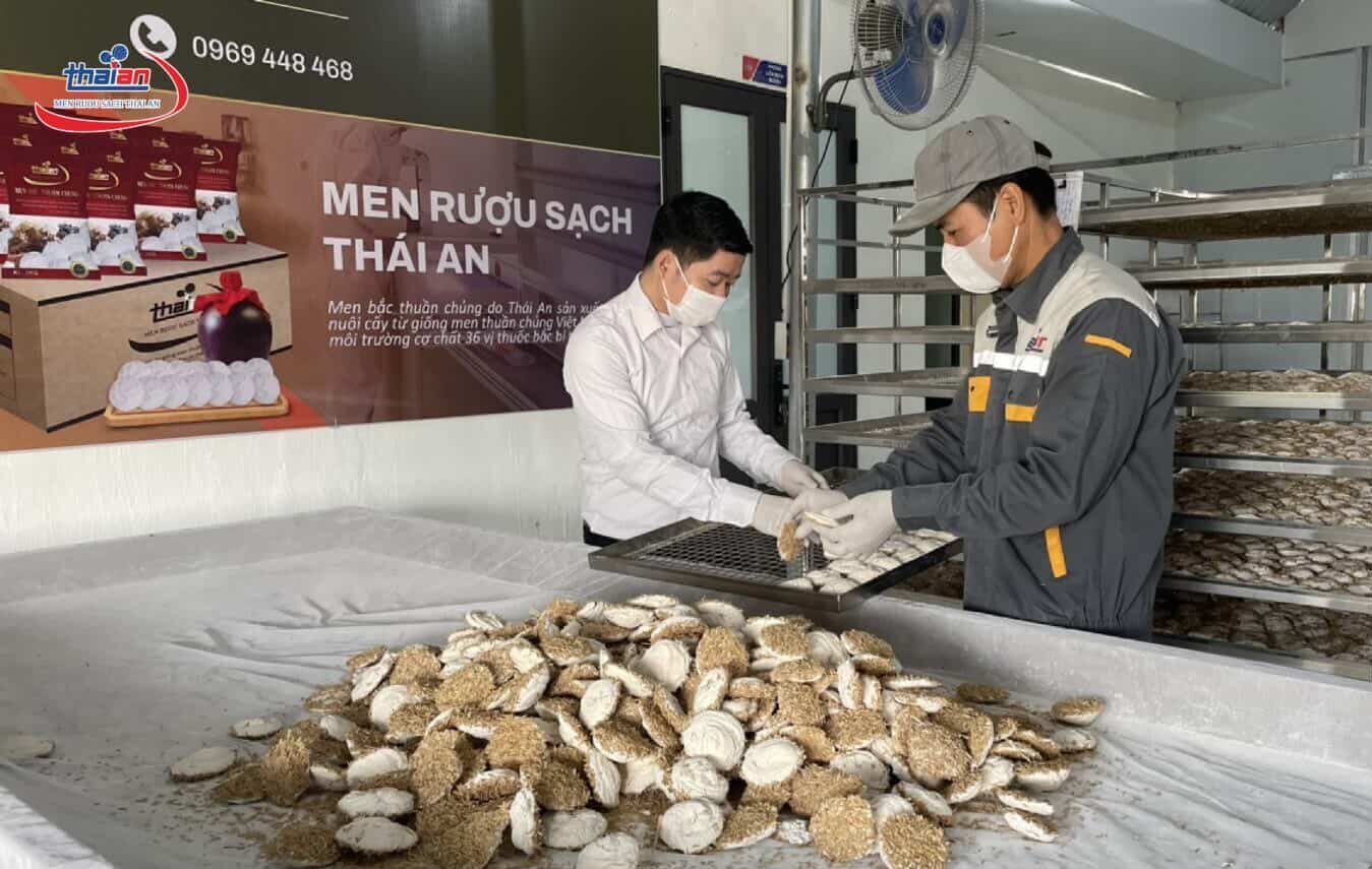 thành phần trong men rượu Thái An